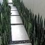 Sanseveria in de tuin